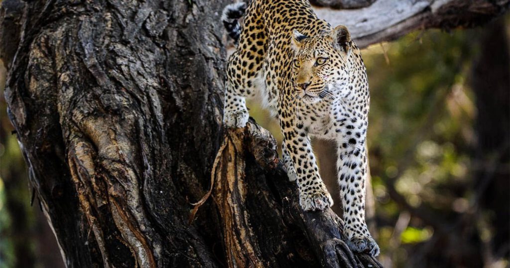 Botswana safari leopard