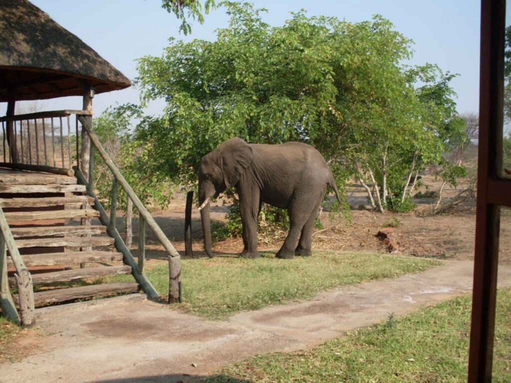 Botswana safari elephant