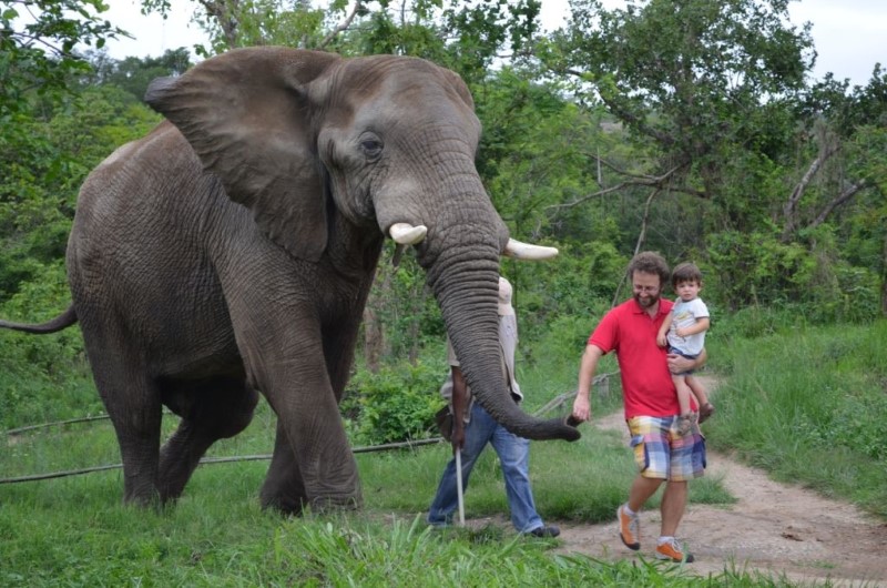 Hazyview Buffalo Game Lodge Elephant