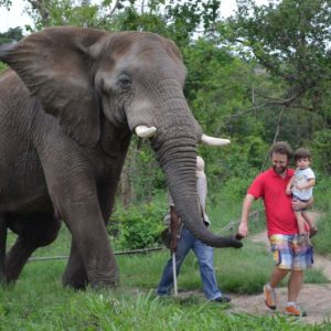 Hazyview Buffalo Game Lodge Elephant